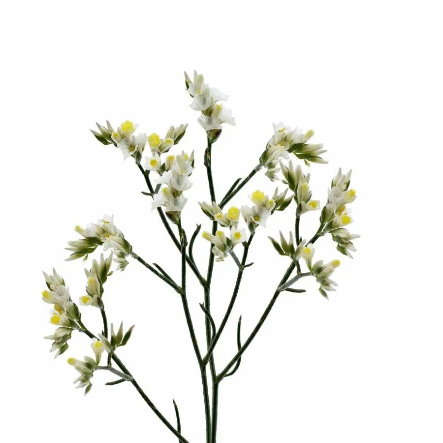 Limonium Sinensis China White - 25 Stem Bunch