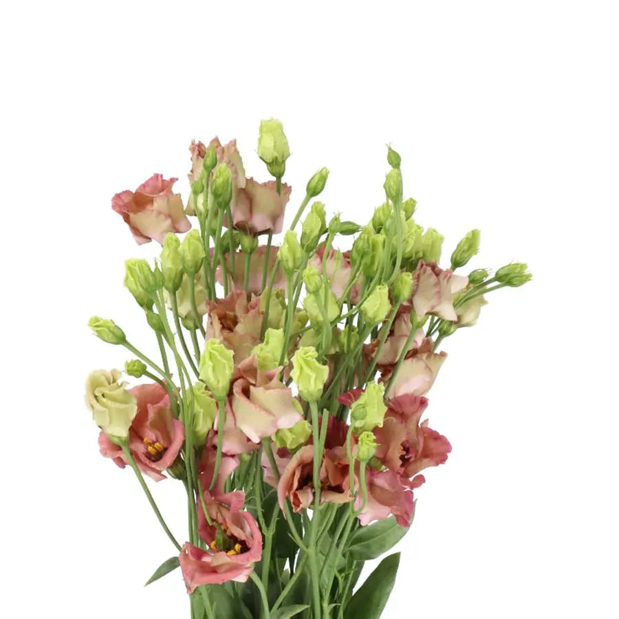 Lisianthus Bohemian Mocha - 20 Stems Holex Dutch