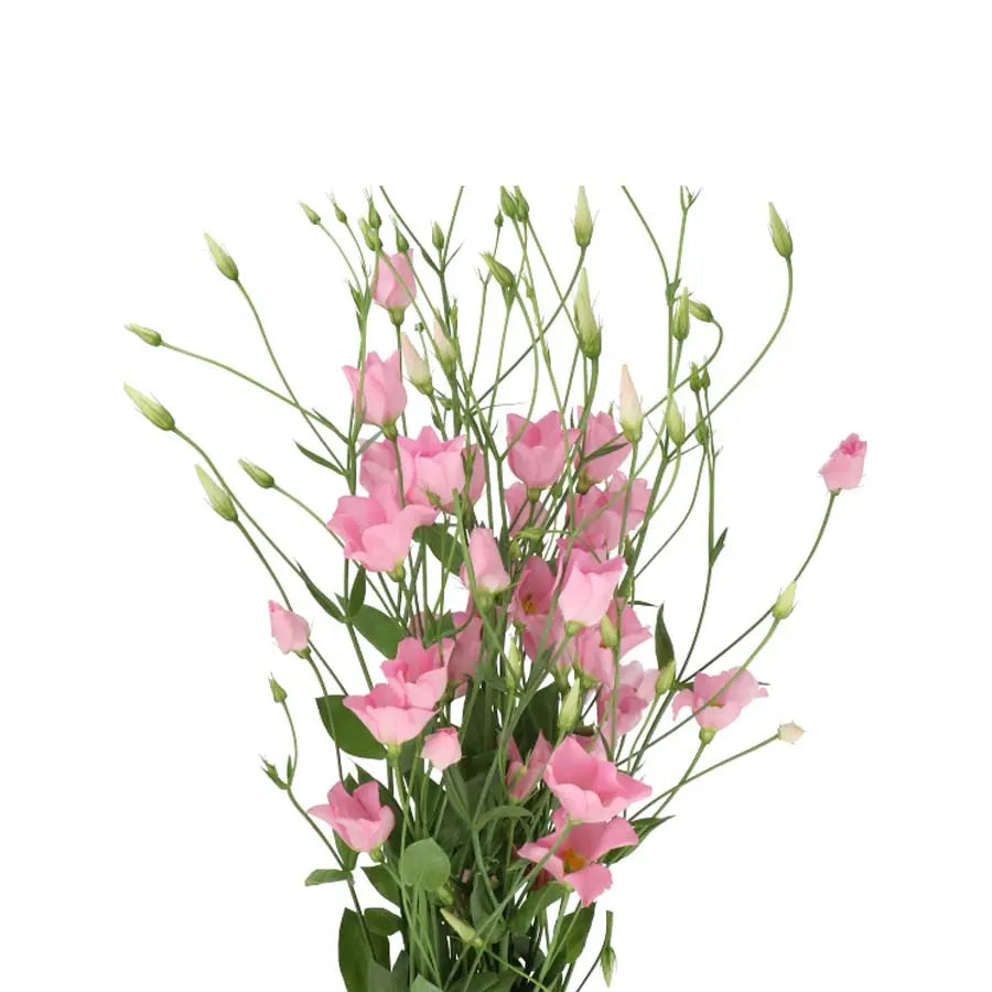 Lisanthus Botanic Pink - 20 Stems Holex Dutch