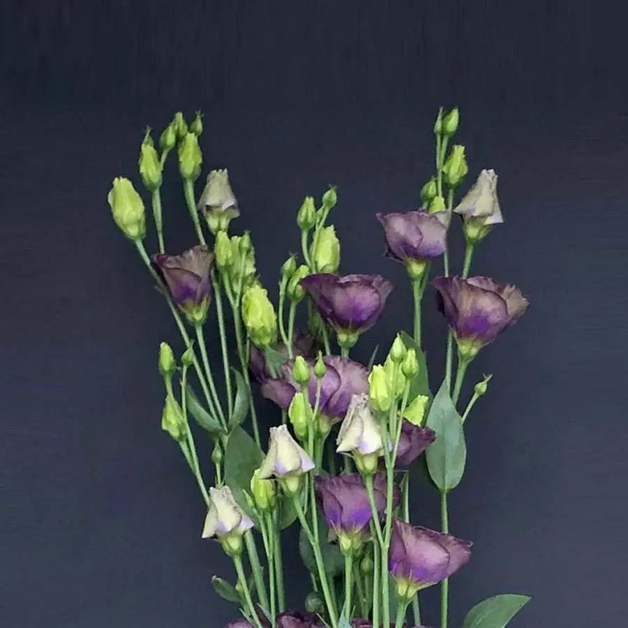 Lisanthus Bohemian Black Violet 70cm - 40 Stem Pack