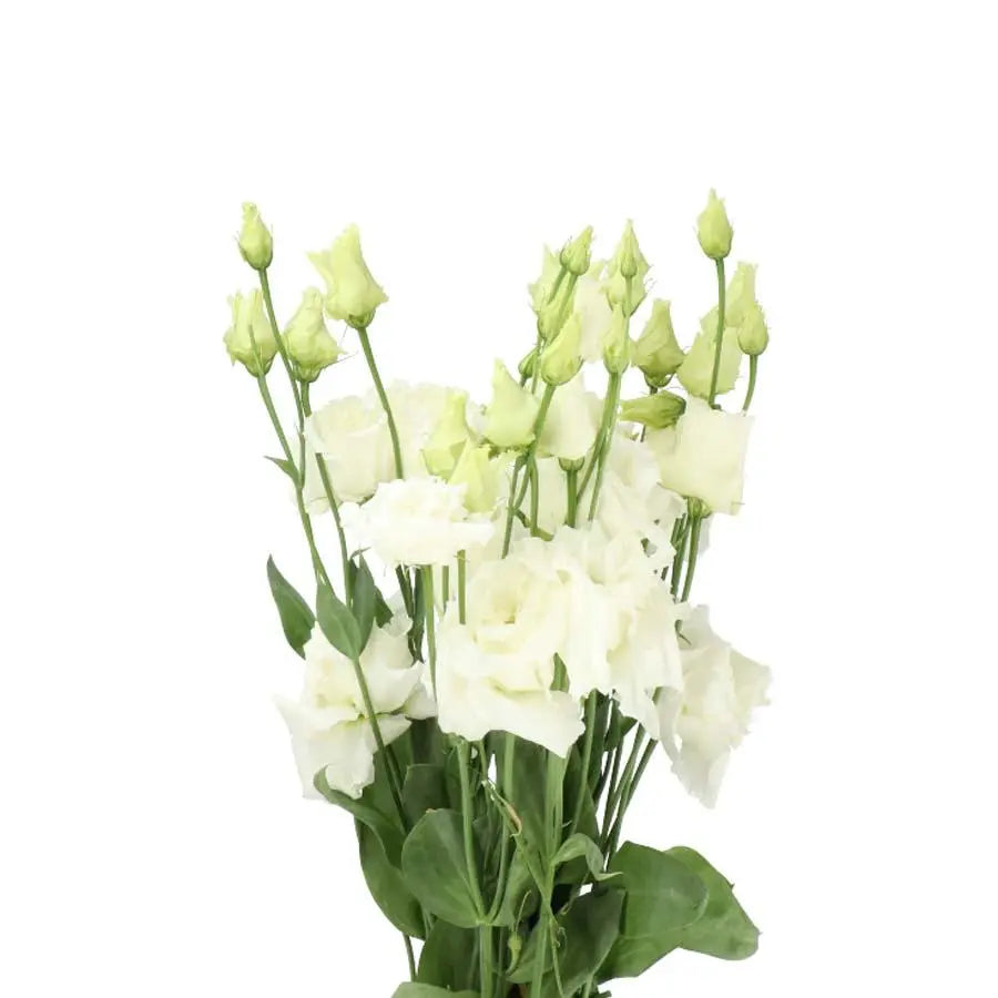 Lisianthus White - 100 Stem Box