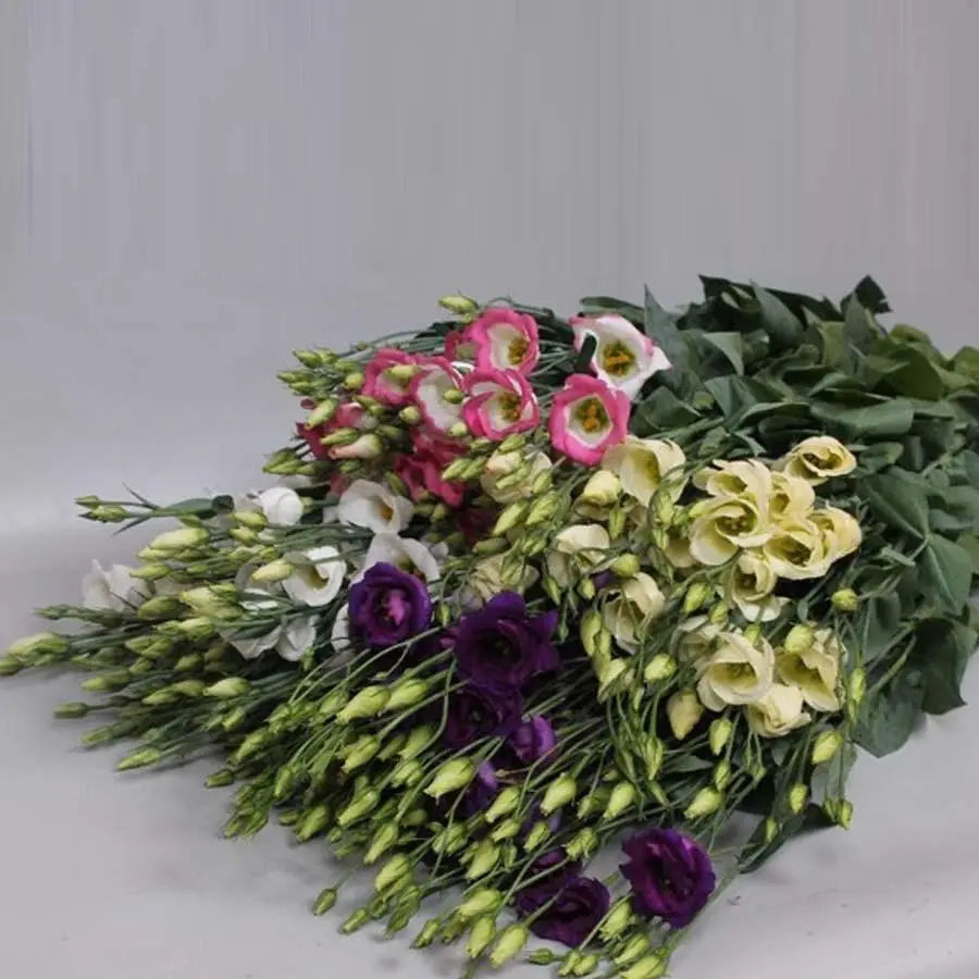 Lisianthus Assorted Colors 70cm - 80 Stem Pack