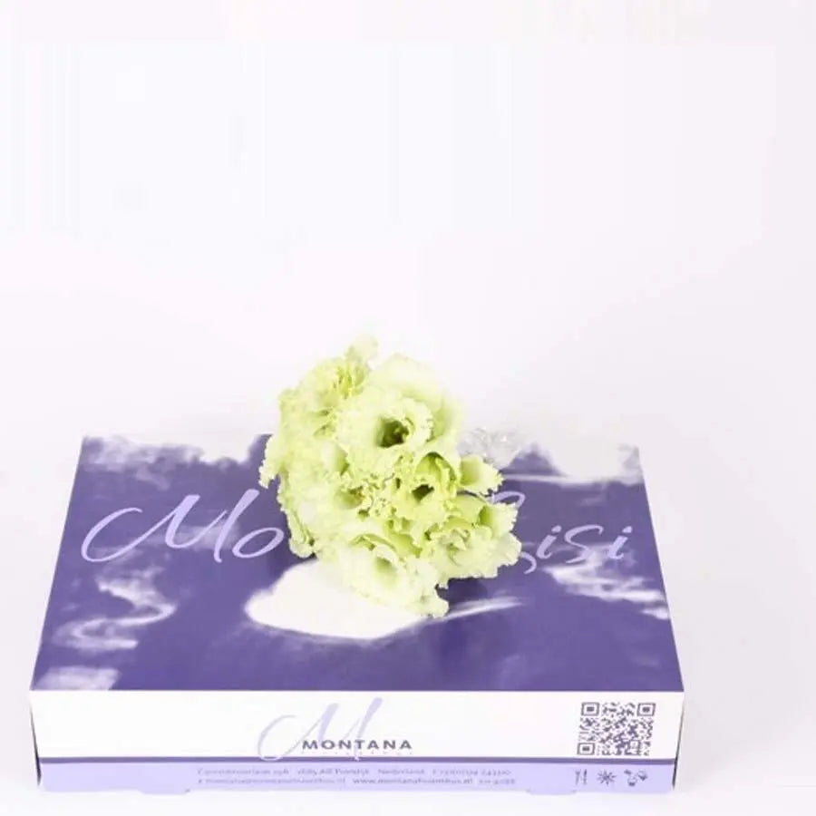 Lisianthus Cut Blooms Green - 50 Bloom Pack