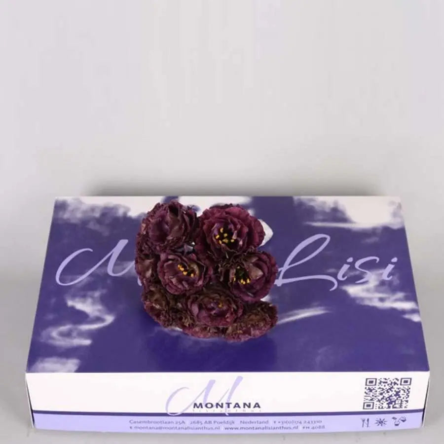 Lisianthus Cut Blooms Black Pearl - 50 Bloom Pack