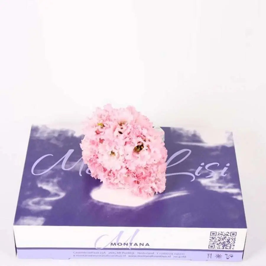 Lisianthus Cut Blooms Light Pink - 50 Bloom Pack