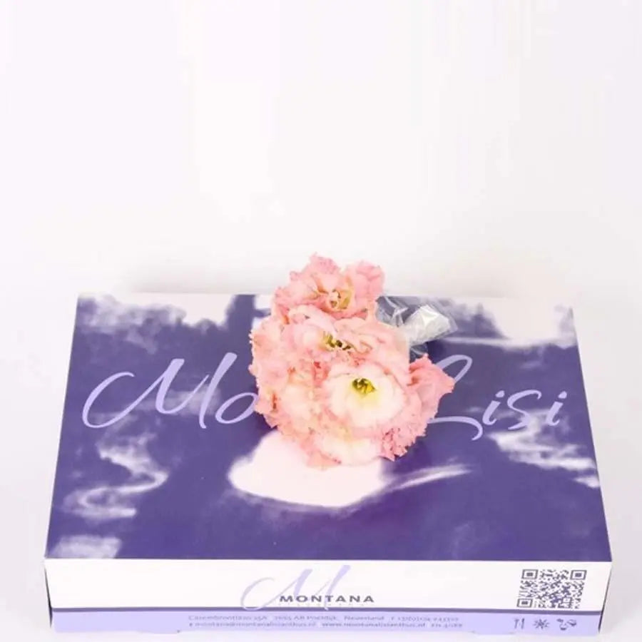 Lisianthus Cut Blooms Peach - 50 Bloom Pack