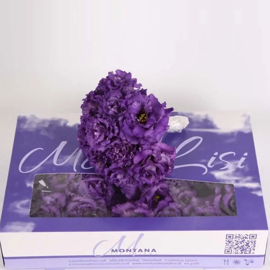 Lisianthus Cut Blooms Purple - 50 Bloom Pack