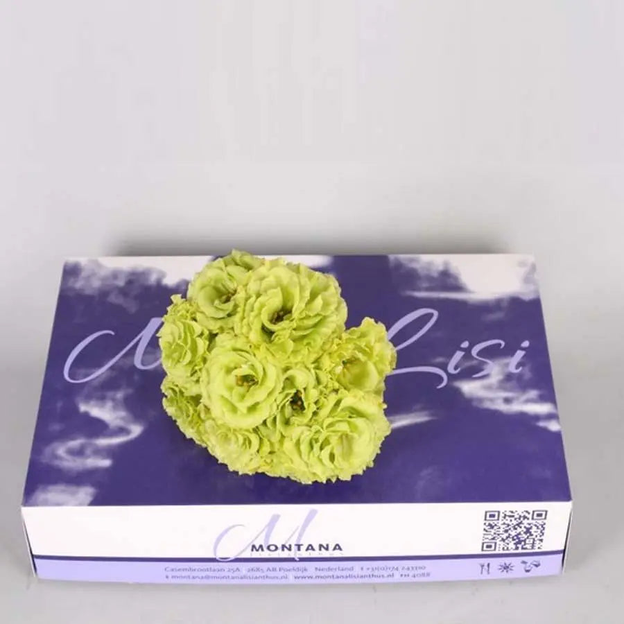 Lisianthus Cut Blooms Roseanne Green - 50 Bloom Pack