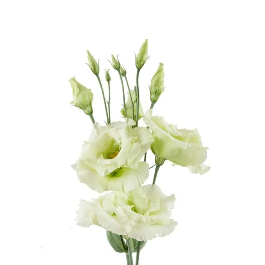 Lisianthus Double Alissa Green 70cm - 40 Stem Pack