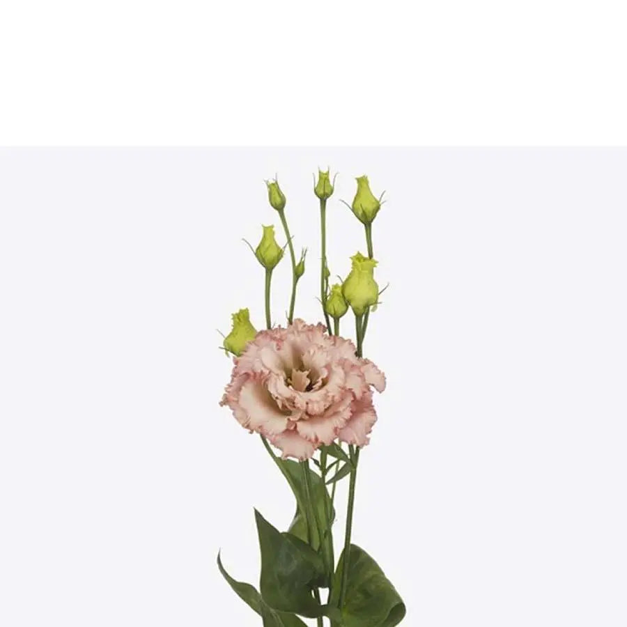 Lisianthus Double Alissa Light Apricot 70cm - 20 Stem Pack