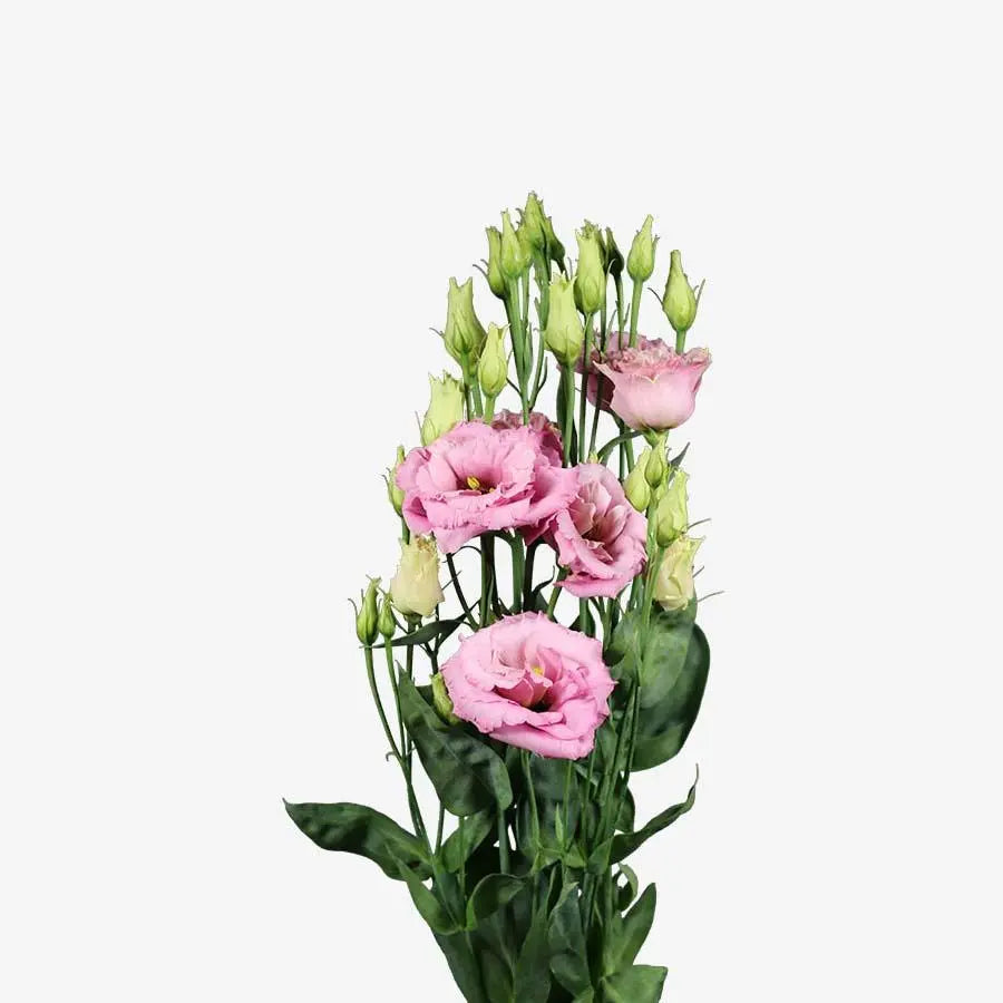 Lisianthus Double Light Pink 70cm - 40 Stem Pack