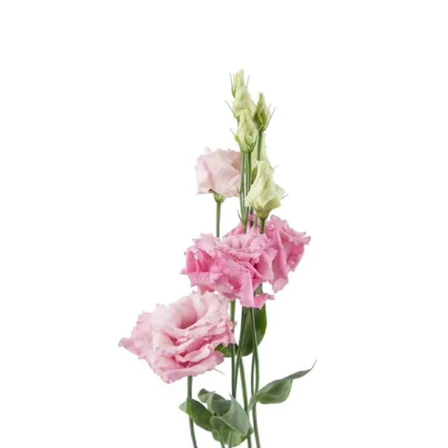 Lisianthus Double Alissa Rose 70cm - 40 Stem Pack