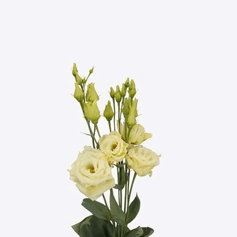 Lisianthus Double Alissa Yellow 70cm - 40 Stem Pack