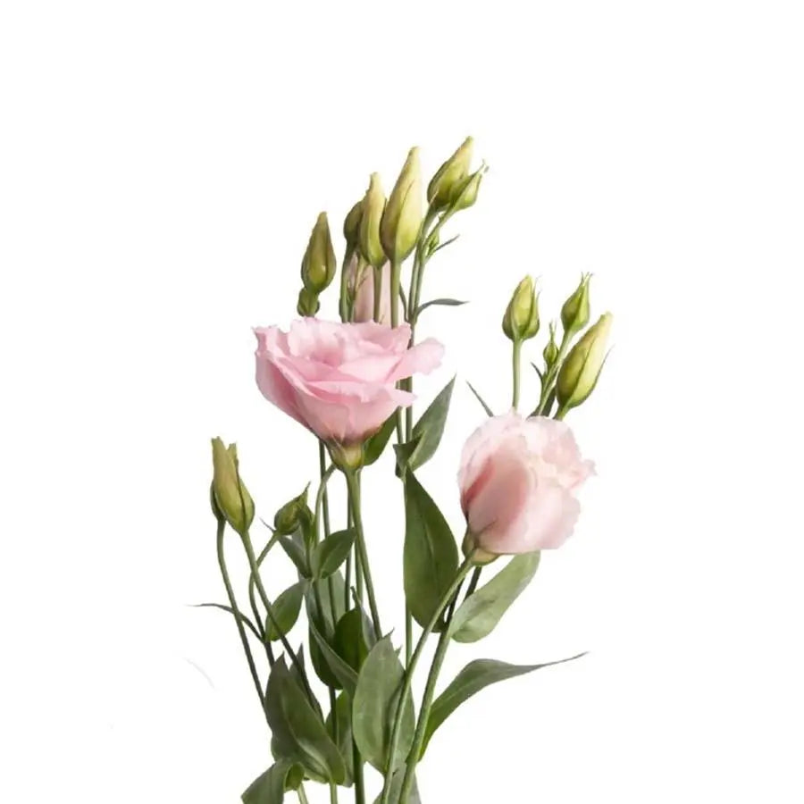 Lisianthus Double Arena Light Pink 70cm - 20 Stem Pack