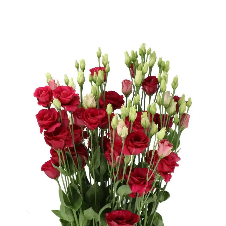 Lisianthus Double Arosa Red 70cm - 20 Stem Pack