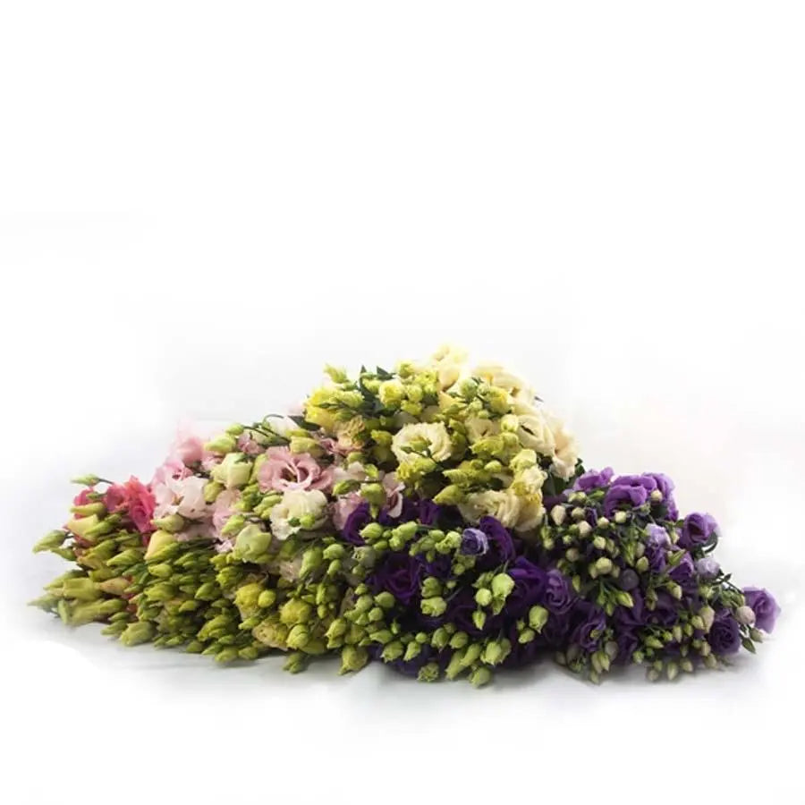Lisianthus Double Assorted 60cm - 60 Stem Pack