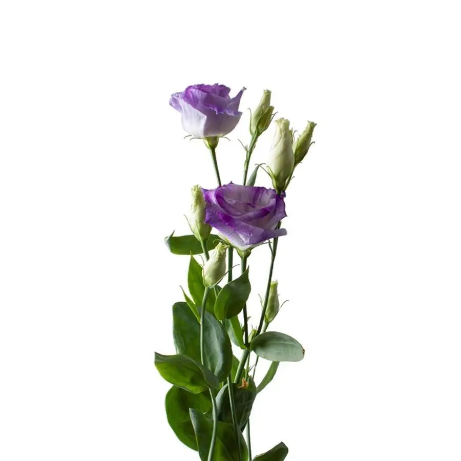 Lisianthus Double Blue Flash 70cm - 40 Stem Pack