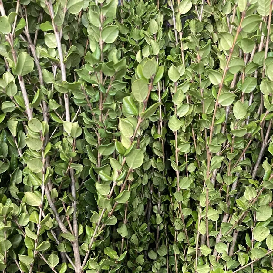 Luma (Chilean Myrtle) - 10 Bunch Box HDB