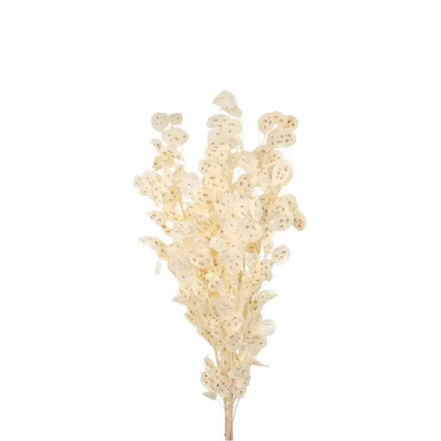 Lunaria Preserved - 5 Bunches Holex Dutch