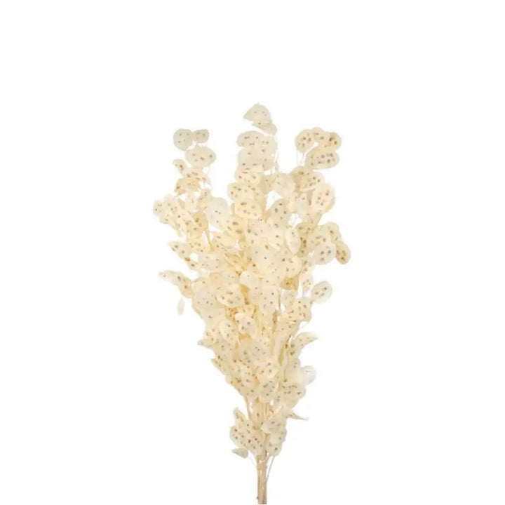 Lunaria Preserved - 5 Bunches Holex Dutch