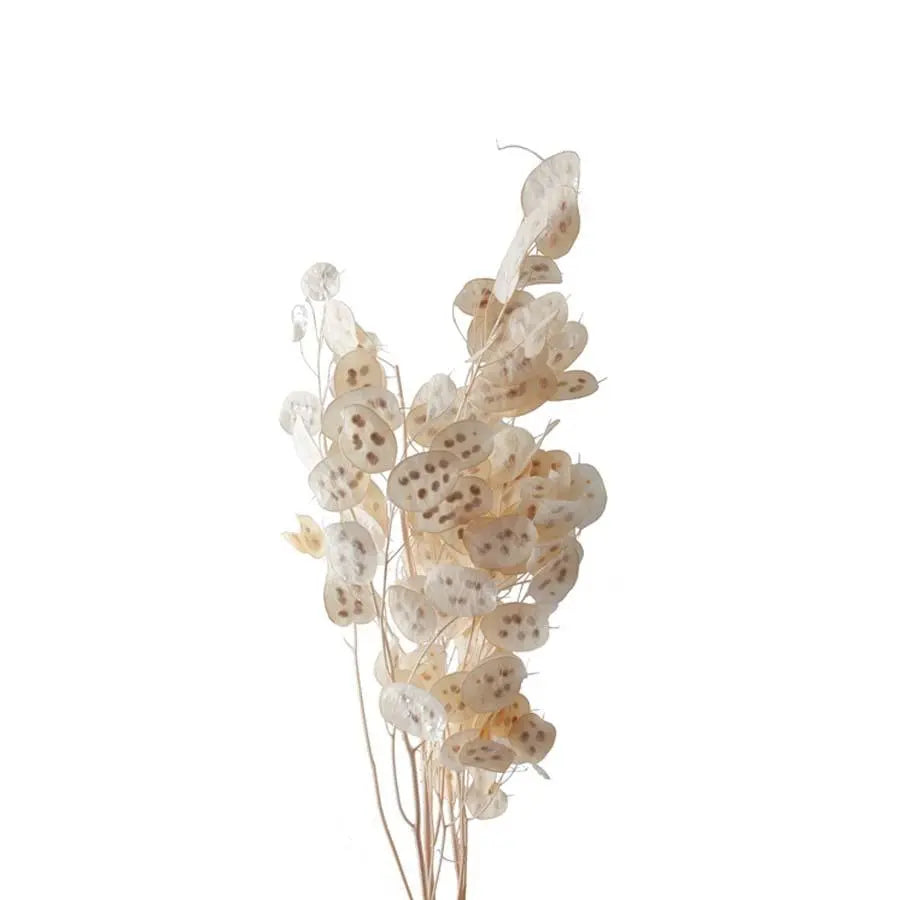Lunaria Preserved
