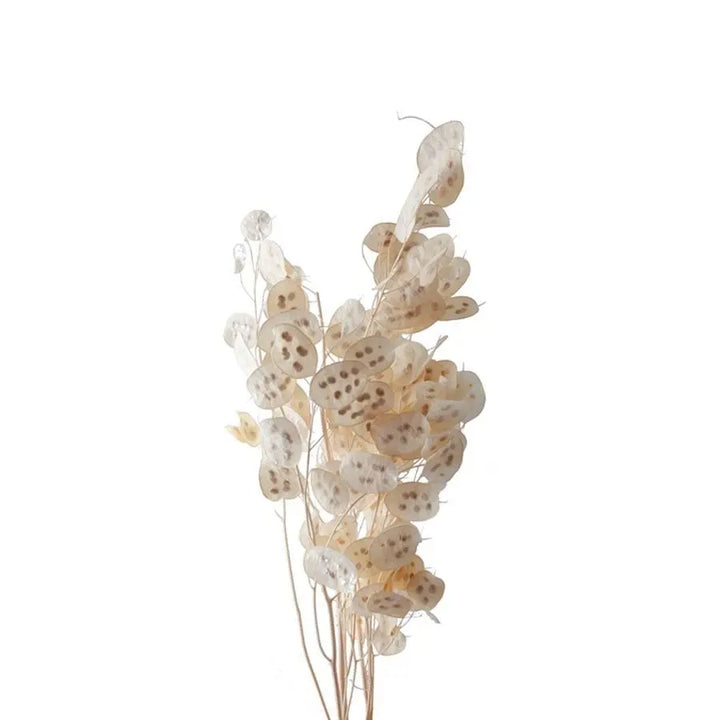 Lunaria Preserved