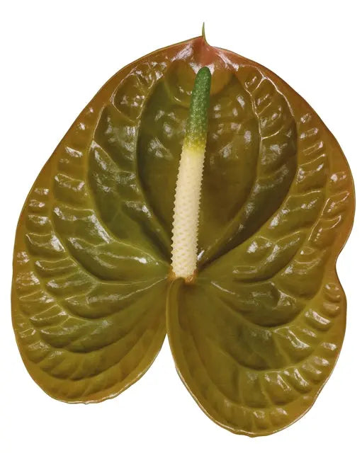Anthurium Olivius 13cm - 12 Stem Pack