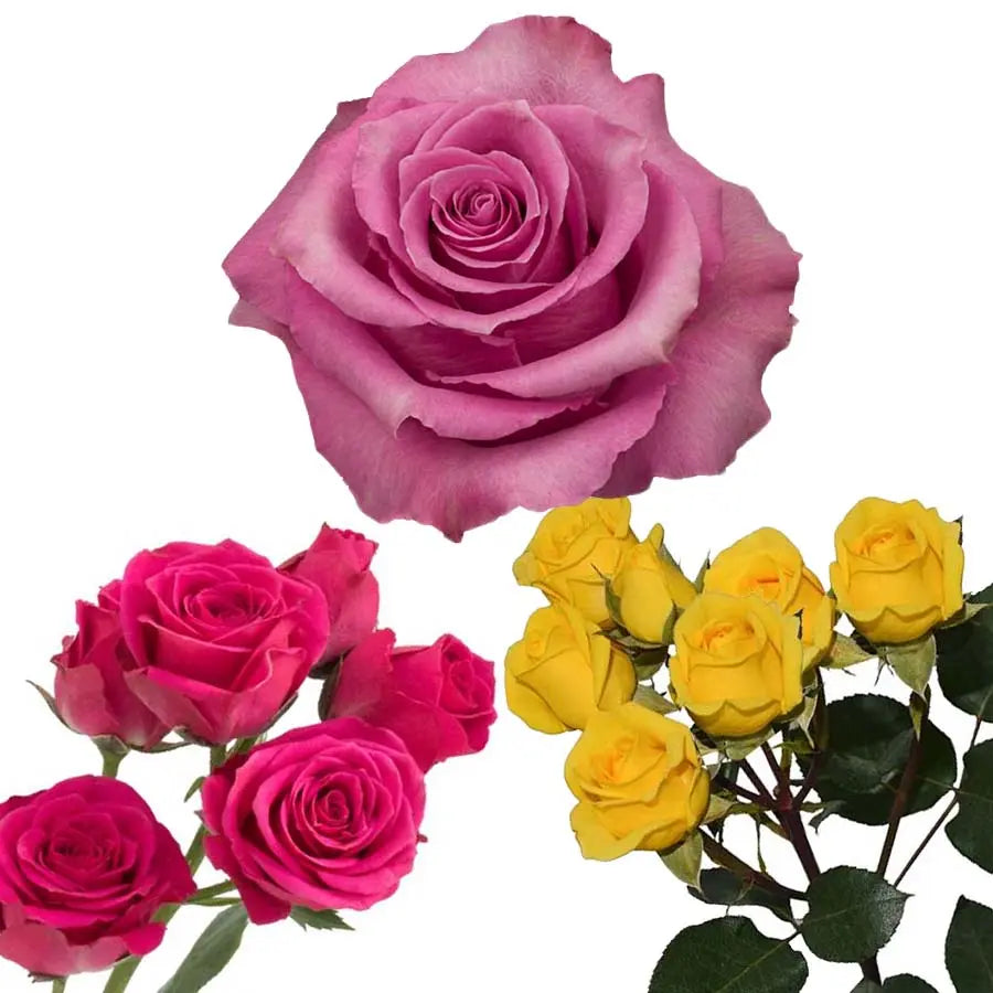 Yellow, Pink, & White PetalKit PetalDrivenCom