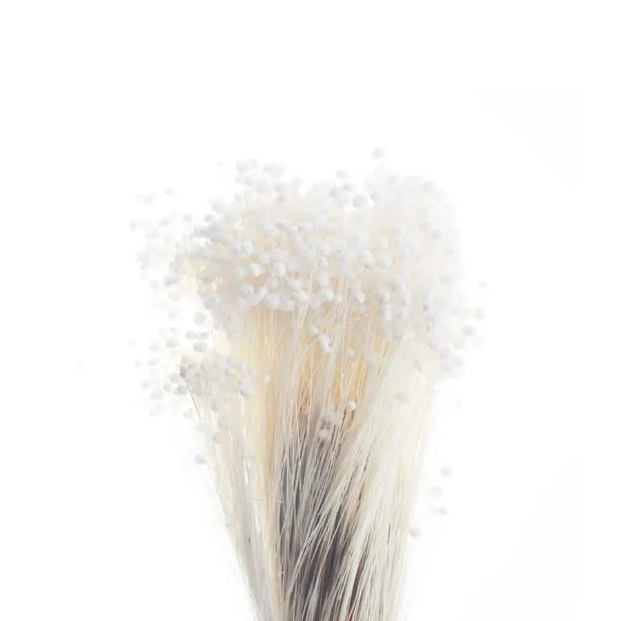 Marcela (Star Flower) Preserved