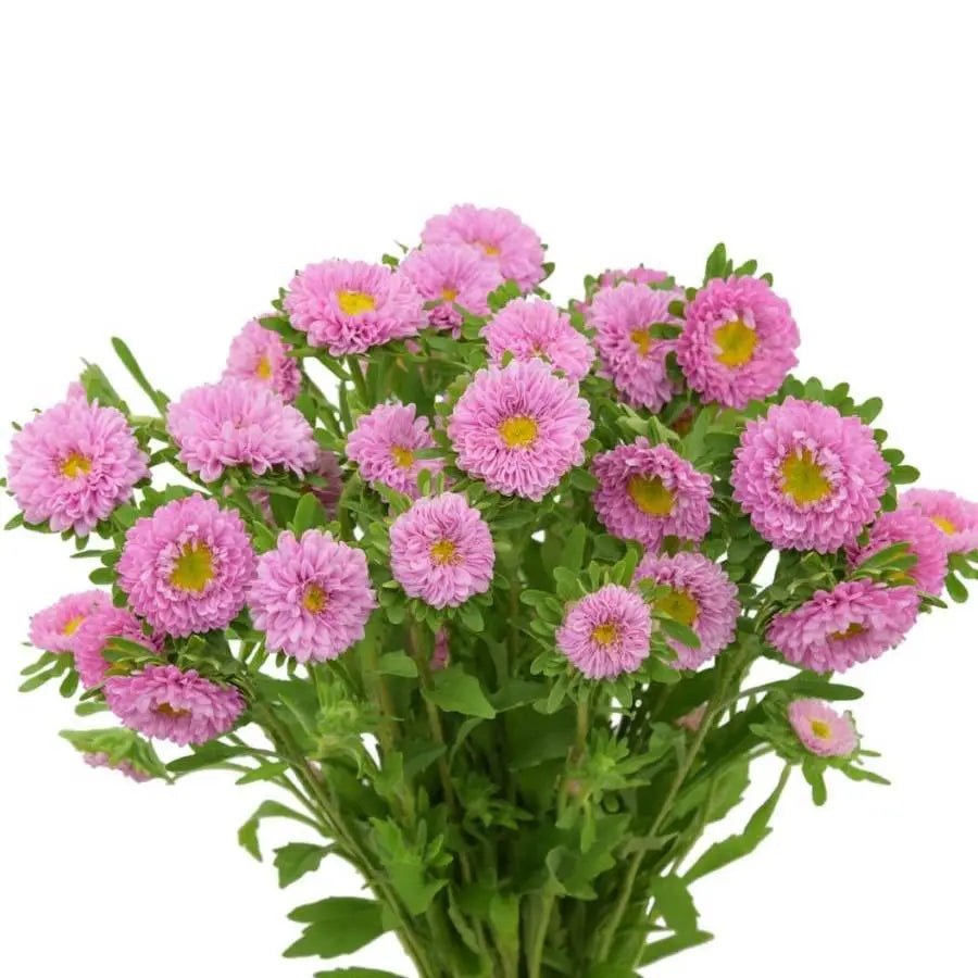 Matsumoto Aster Pink - 50 Stem Bunch - PetalDriven