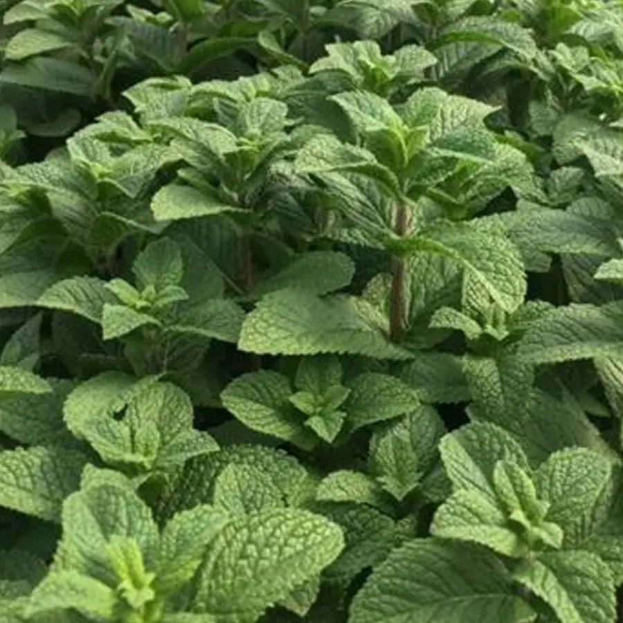 Mint Leaves - 10 Bunches California