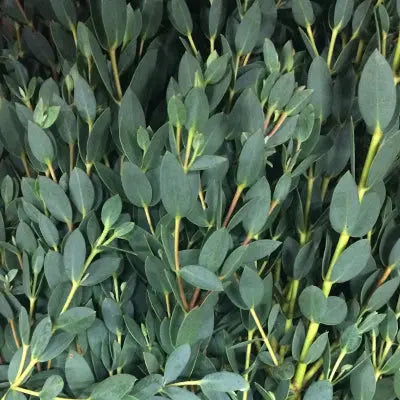 Moon Lagoon Eucalyptus Bunch