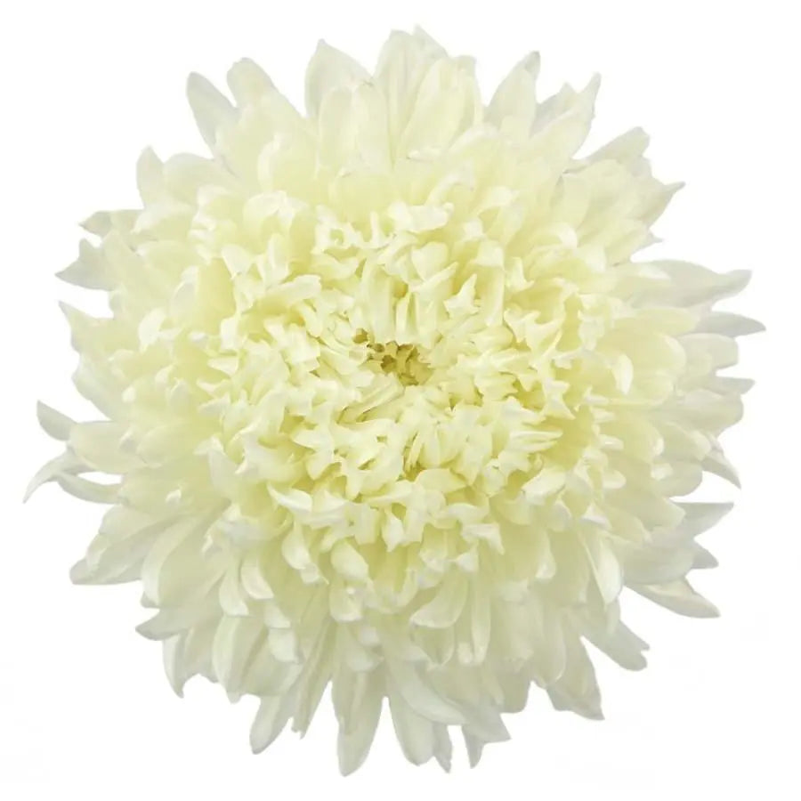 Mum Football White - 70 Stem Bunch