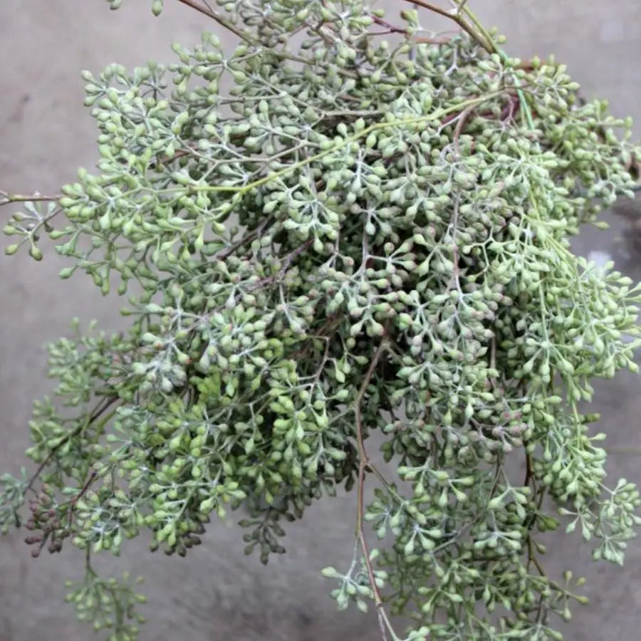 Naked Seeded Eucalyptus - 8 Bunch Box HDB