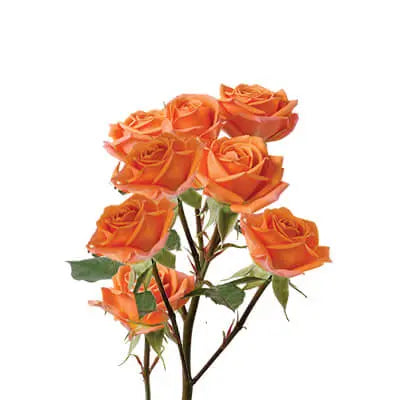 Creamy White, Pink, and Orange PetalKit PetalDrivenCom