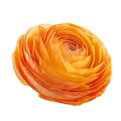 Sunny Days PetalKit PetalDrivenCom