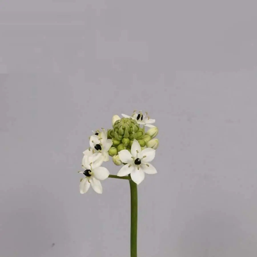 star of bethlehem flower seeds Stars of Bethlehem Saundersiae - 40 Stem Bunch