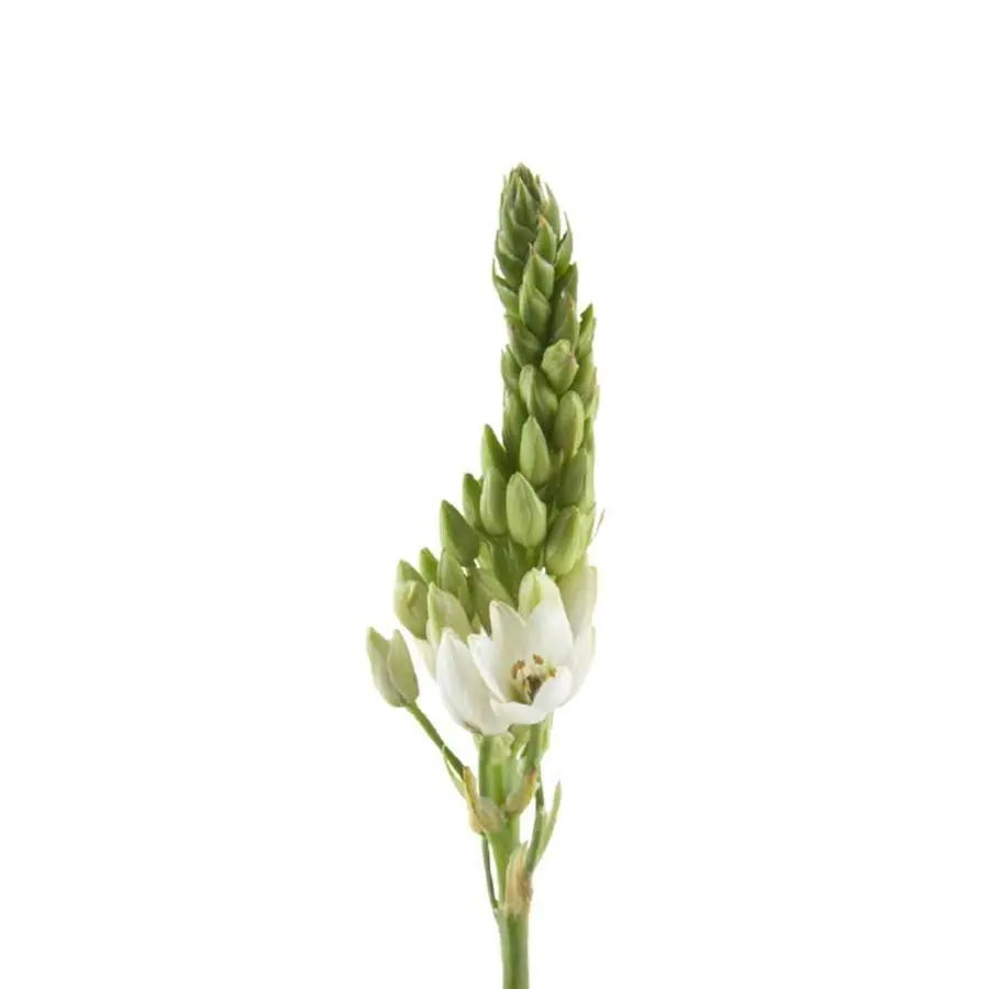 Stars of Bethlehem T Mount Fuji - 50 Stem Bunch