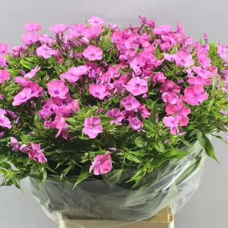 Phlox Pink - 50 Stem Bunch