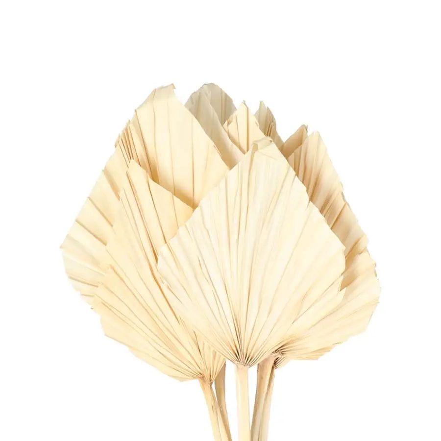 Palm Spears (Dried) - 5 Bunches Holex Dutch