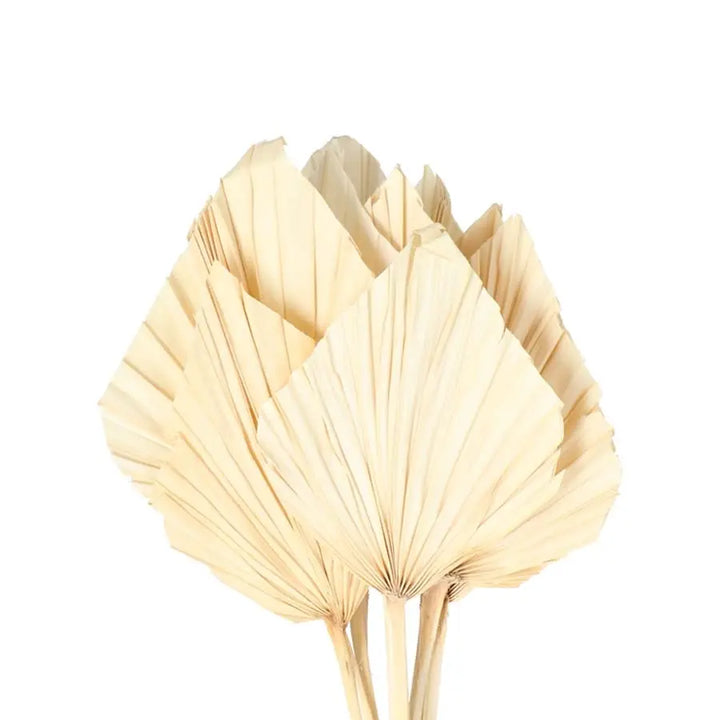Palm Spears (Dried) - 5 Bunches Holex Dutch