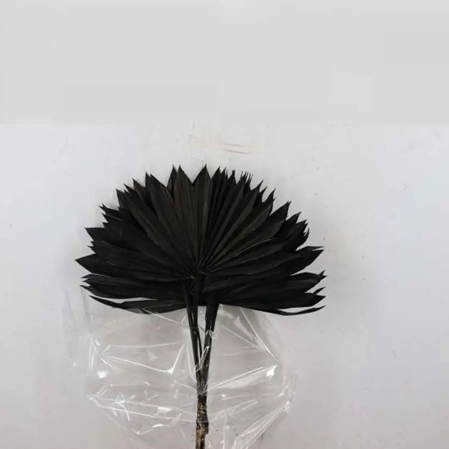 Palm Sun (Dried) - 5 Bunches - Halloween Colors Holex Dutch