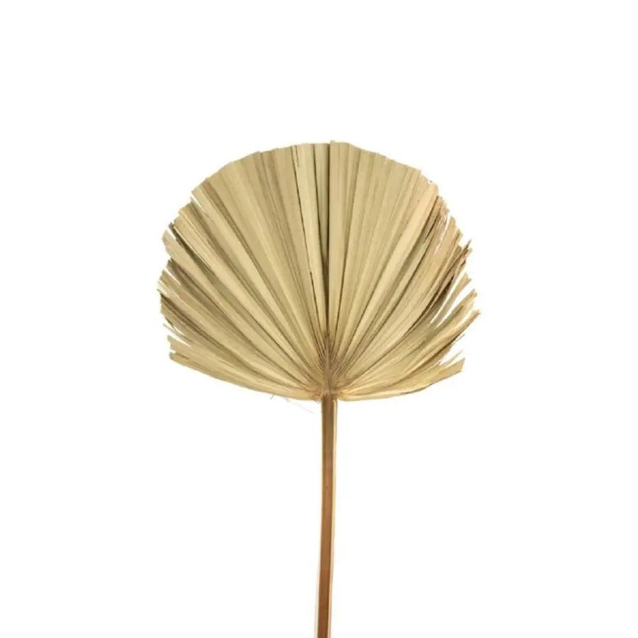 Dried Bismark Palm - 9 Stem Box