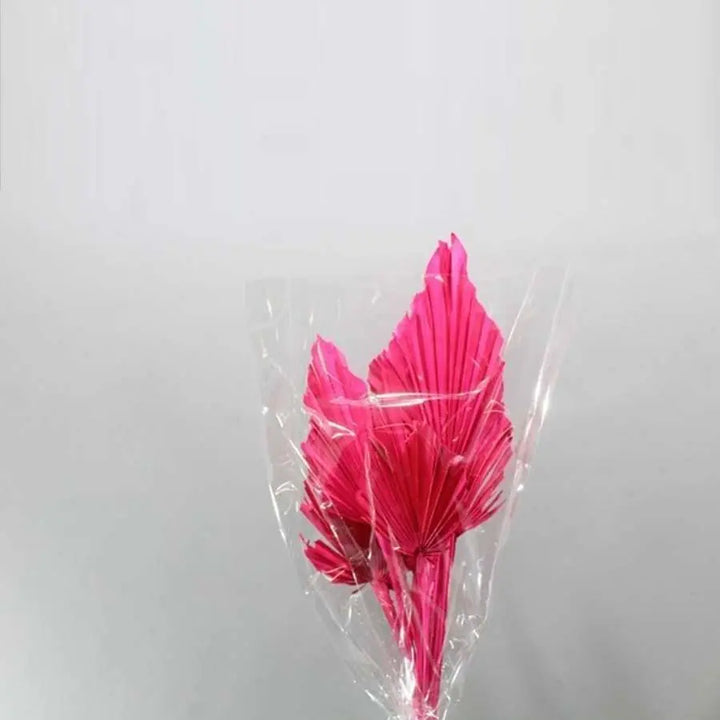 Palm Spears Painted (Dried) - 5 Bunches