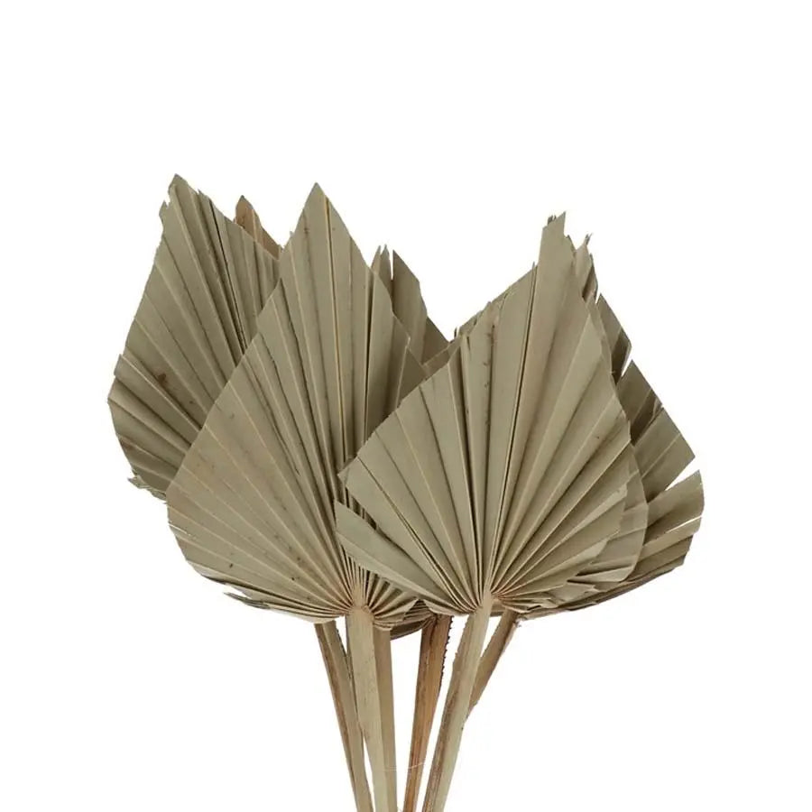Palm Spears Painted (Dried) - 5 Bunches