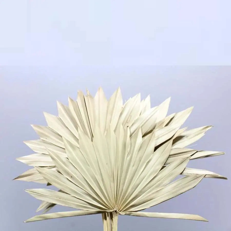 Palm Sun Painted (Dried) - 5 Bunches
