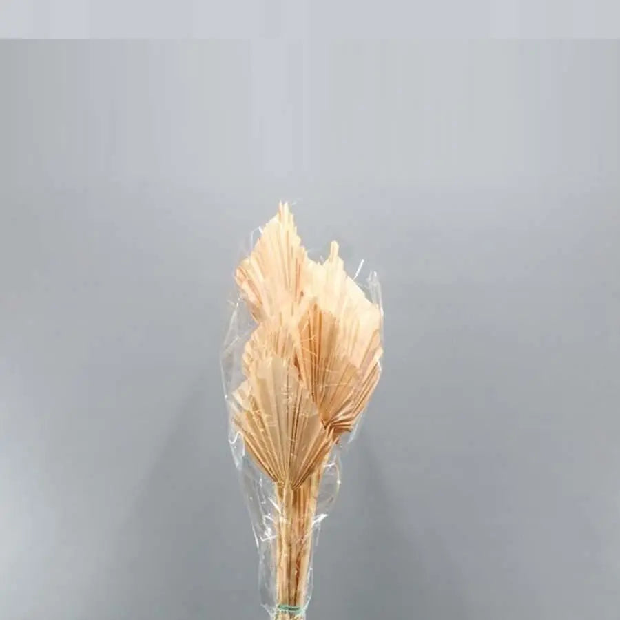 Palm Sun Painted (Dried) - 5 Bunches