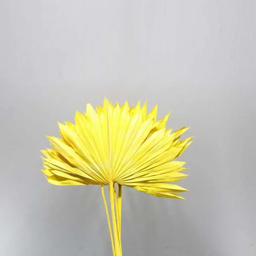 Palm Sun Painted (Dried) - 5 Bunches