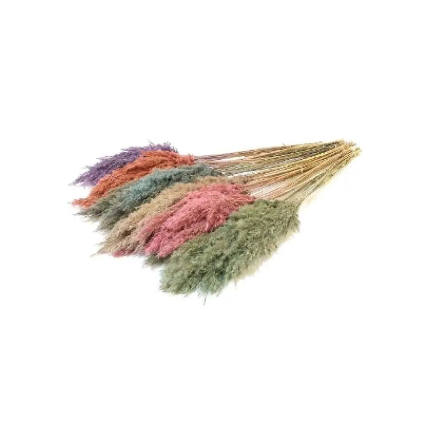 Pampas Grass Dyed Frost Assorted - 10 Bunches Holex Dutch