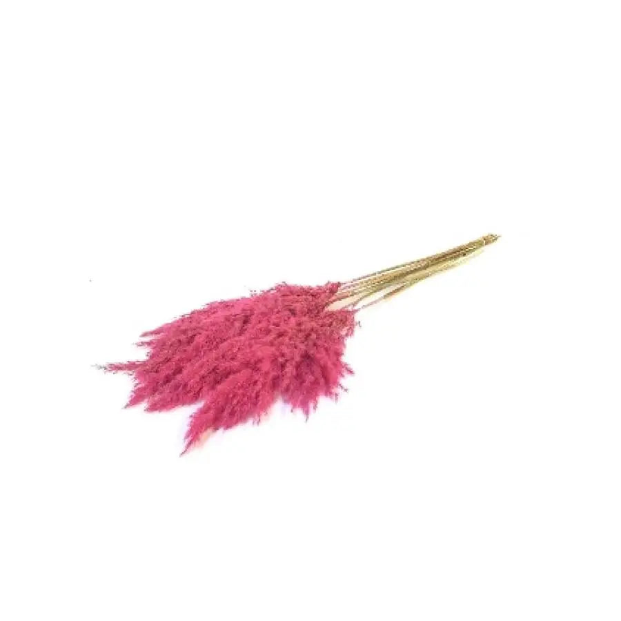 Pampas Grass Dyed Cerise 65cm  - 10 Bunches Holex Dutch